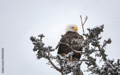 Bald Eagle perched on a tree on a snowy winter day in anchorage, alaska