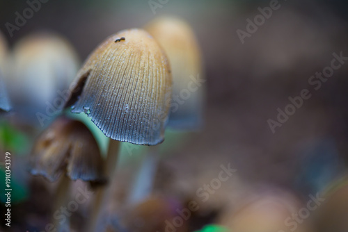 Photos hallucinogenic mushrooms containing psilocybin. macro photo