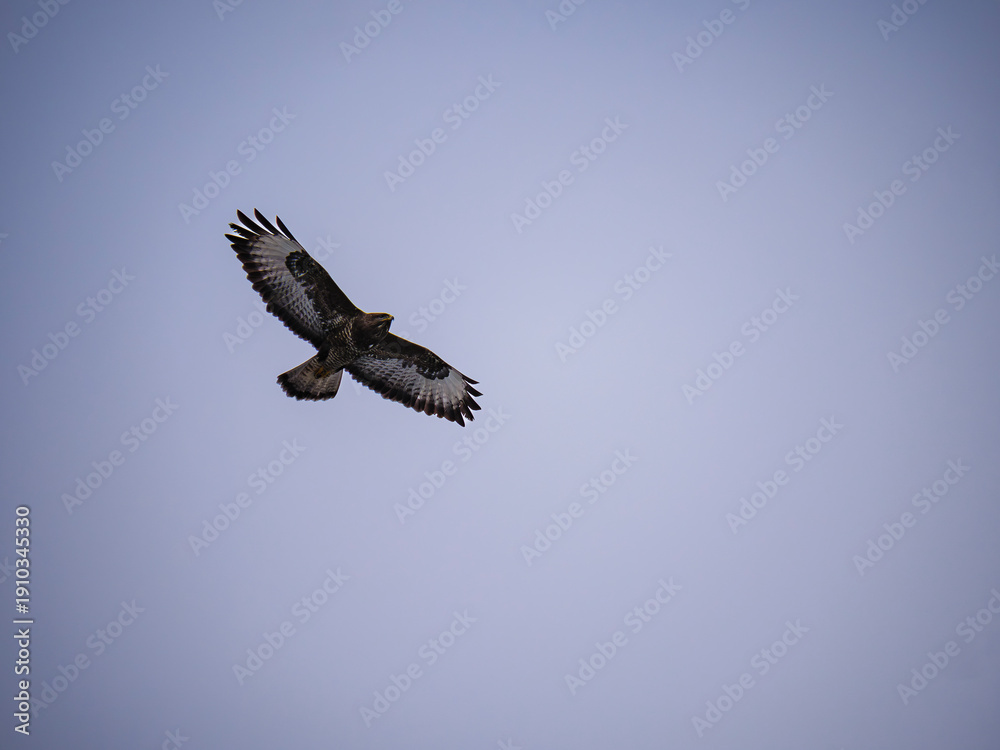 Obraz premium Mäusebussard 