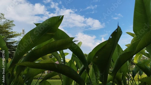 Lush Garden Shrub Foliage Swaying in the Breeze on a Sunny Day