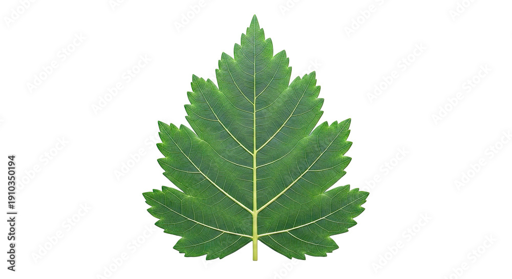 Fototapeta premium Green Leaf with Visible Veins