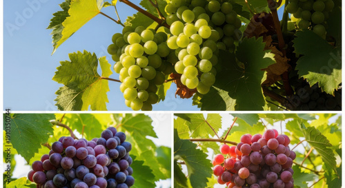 A vibrant collage of three different grape varieties basking in sunlight on the vine.