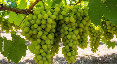 Fresh green grapes hanging on a vine in natural sunlight