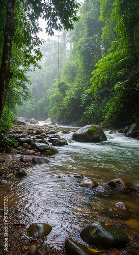 stream in the forest