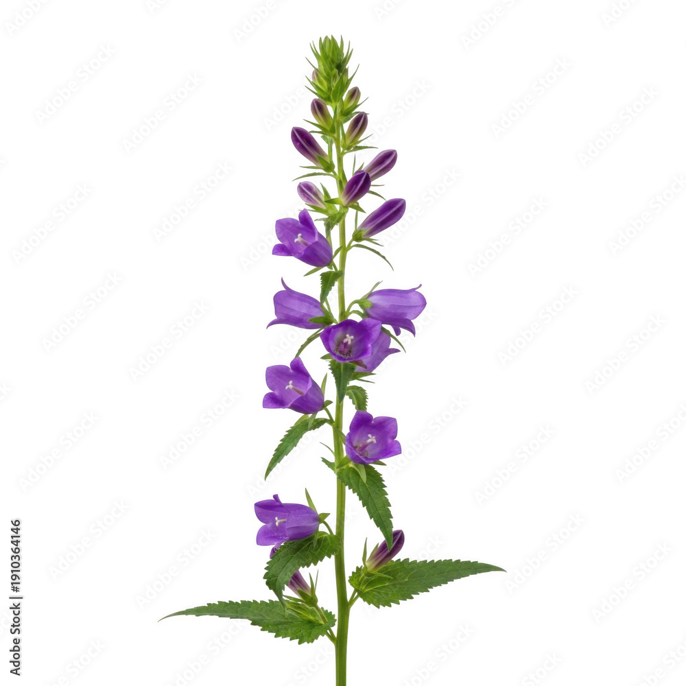 Obraz premium A vibrant purple flower with green leaves and a long stem in full bloom. isolated on transparent background