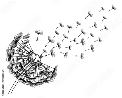 Hand drawn line art illustration of a dandelion depicting seeds blowing in the wind for nature concepts
