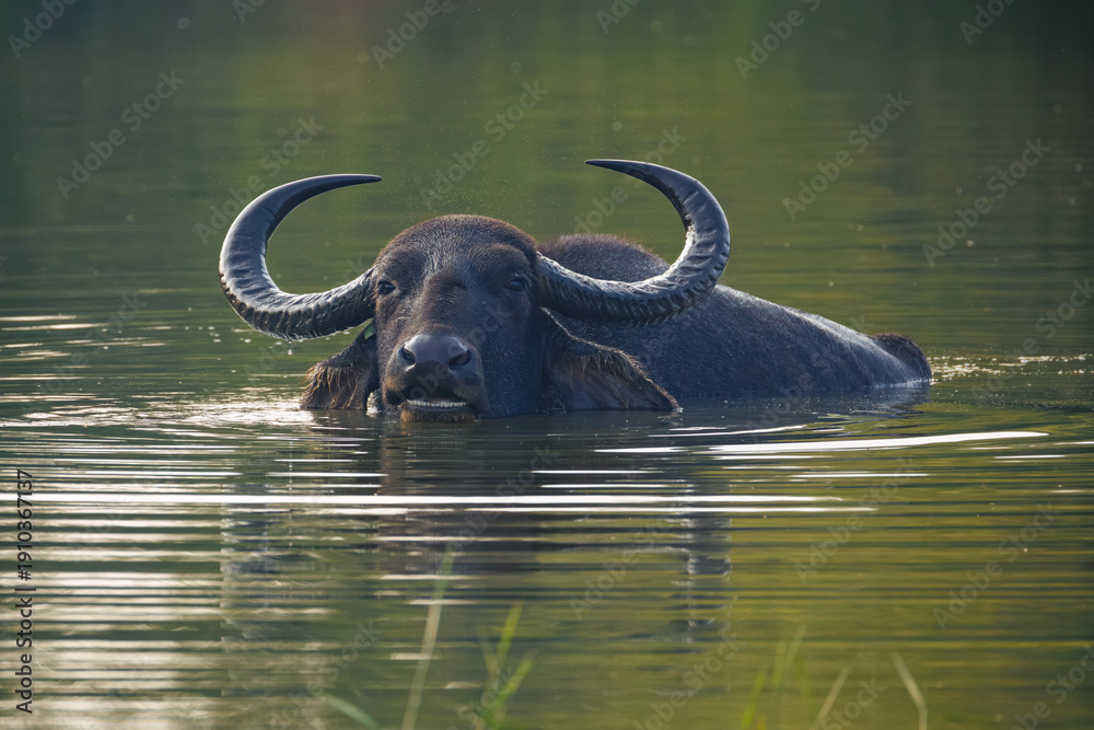 Obraz premium buffalo in water