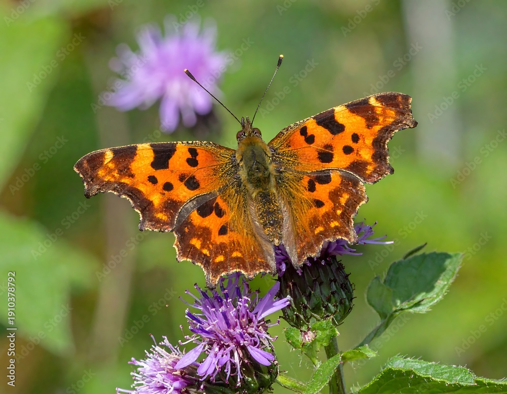Obraz premium Comma Butterfly on Purple Flower in Natural Habitat.