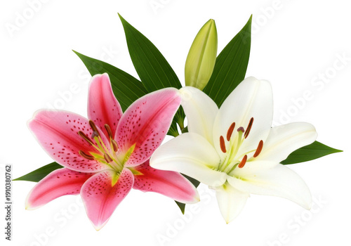 Two beautiful lily flowers one pink and one white isolated on transparent background