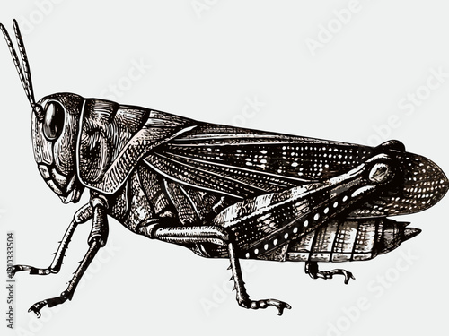 Vintage engraving of a grasshopper detailed anatomical illustration
