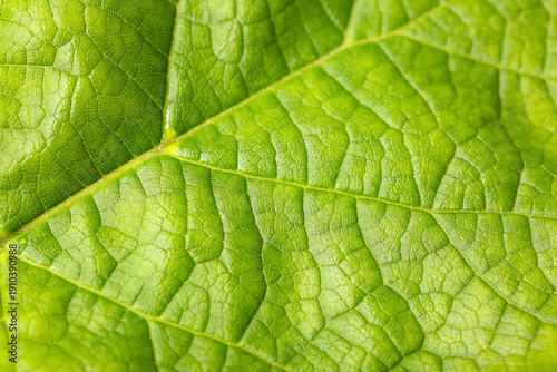 Macro view of green leaf as...