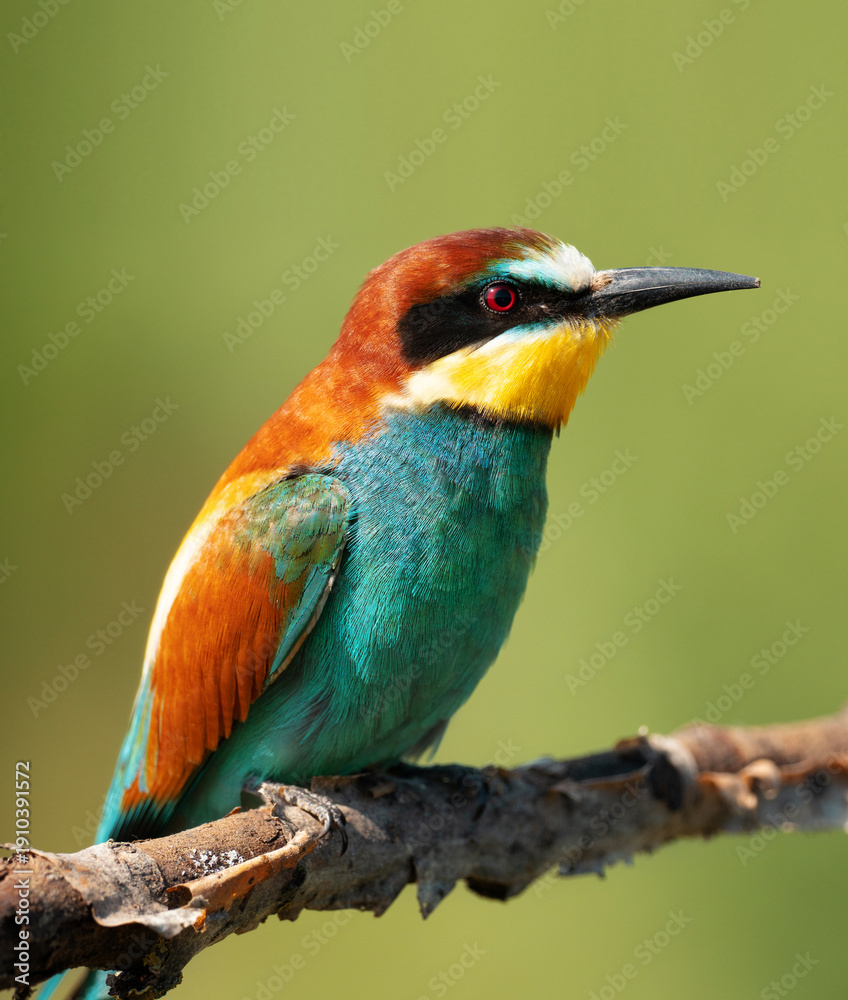 Obraz premium OLYMPUS DIGITAL CAMERA