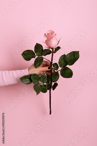 Slika na platnu Hand holding a long-stemmed pink rose against a pastel pink background, perfect for romantic, floral, or beauty concepts