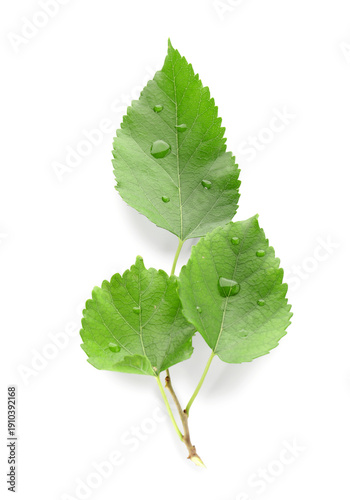 Green mulberry tree leaves ...