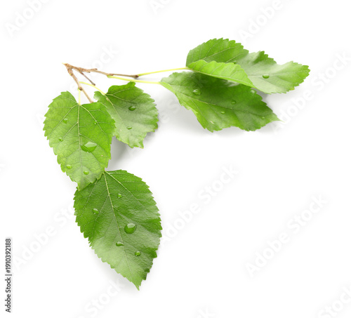 Green mulberry tree leaves ...