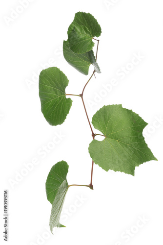 Branch with green grape lea...