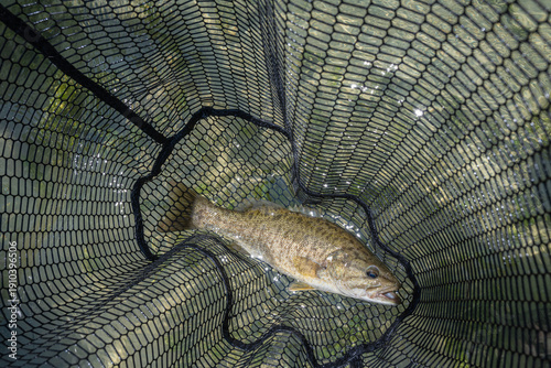 Smallmouth Bass in Fishing Net with Water Reflection