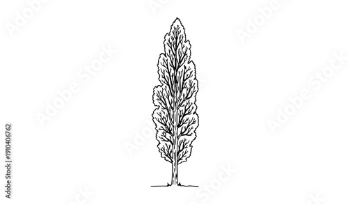 Poplar tree line art vector illustration isolated on white background