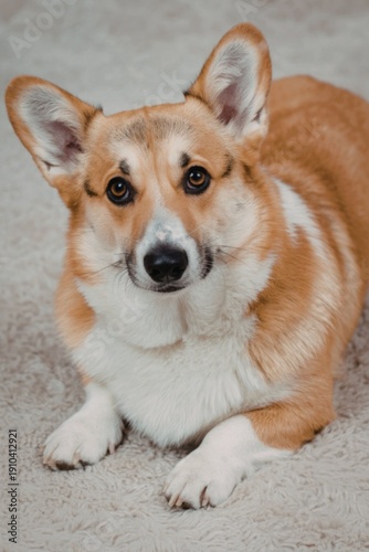 Corgi dog lying on a fluffy carpet with attentive expression