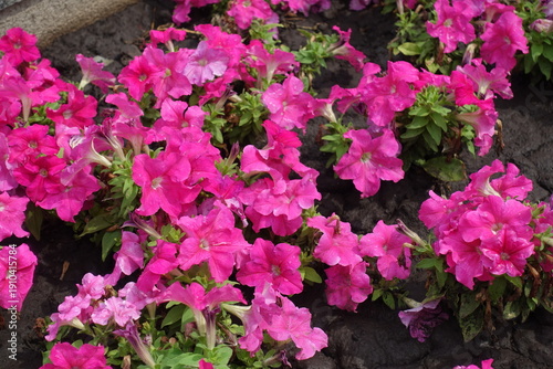 Wallpaper Mural Plentitude of vibrant pink flowers of petunias in July Torontodigital.ca
