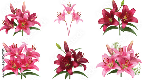 Pink and red lily flower vector set with blooming botanical floral illustration collection isolated on background