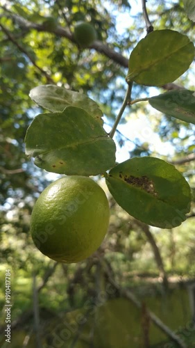Wallpaper Mural Close Up Fresh Ripe And Raw Lemons – Natural Citrus Fruit Background Video. Lemons on the lemon tree	 Torontodigital.ca
