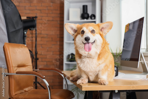 Cute Corgi dog on photograp...