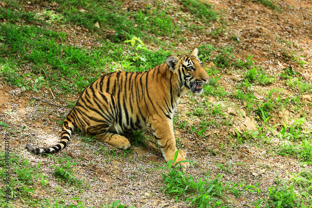 Obraz premium Close-up image of a baby Indian tiger.