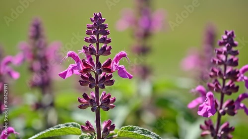 Close-up of purple flowers in a garden, with green leaves, and a blurred background