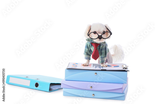 Funny business Maltese dog ...
