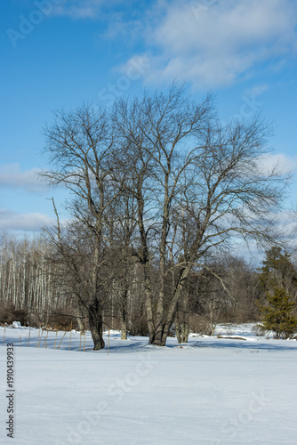 Wallpaper Mural winter landscape with trees Torontodigital.ca