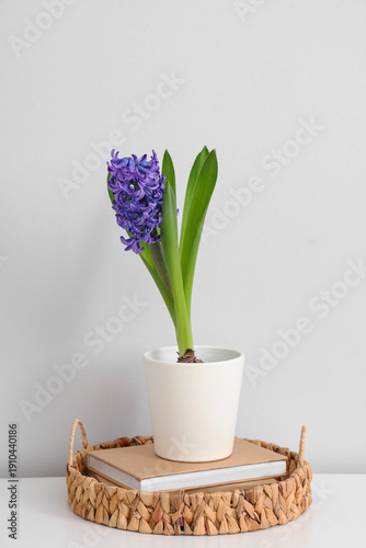 Beautiful purple hyacinth f...