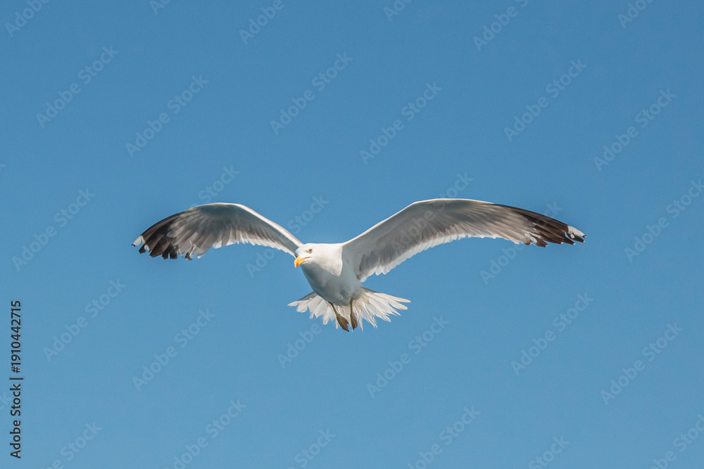 Obraz premium Seagull in flight over the sea in Greece.