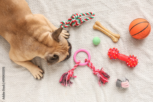 French bulldog with toys an...