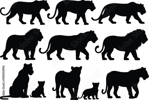 Collection of wild big cat silhouettes featuring lions with manes, walking tigers, panthers, and lionesses with cubs for nature safari wildlife vector design projects