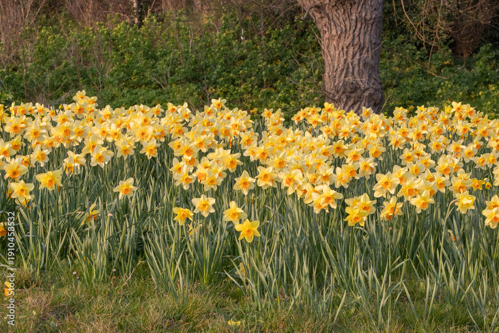 Obraz premium Daffodils in the gardens along Southend seafront, Southend-on-Sea, Essex, England, United Kingdom