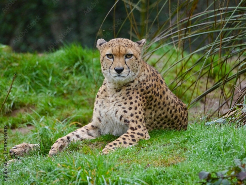 Fototapeta premium Cheetah Resting in the Grass with Intense Stare