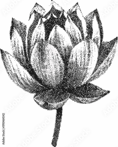 Detailed monochrome illustration of a blooming lotus flower on a stem