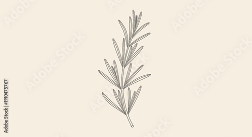 A delicate sprig of rosemary with fine details and a neutral background.