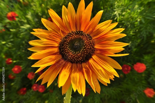 Bright orange sunflower in close-up in a lush garden on a bright green background with poppies