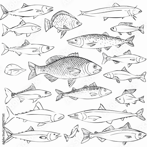 Fish sketch collection. Hand drawn vector illustration. School of fish vector illustration. Food menu illustration. Hand drawn fish set.