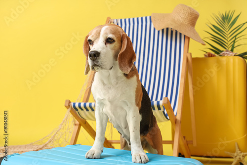 Cute Beagle dog sitting on ...