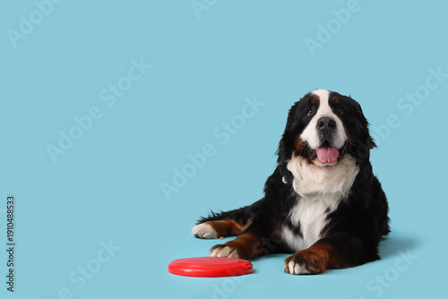 Konstfotografi Cute fluffy dog with frisbee on blue background