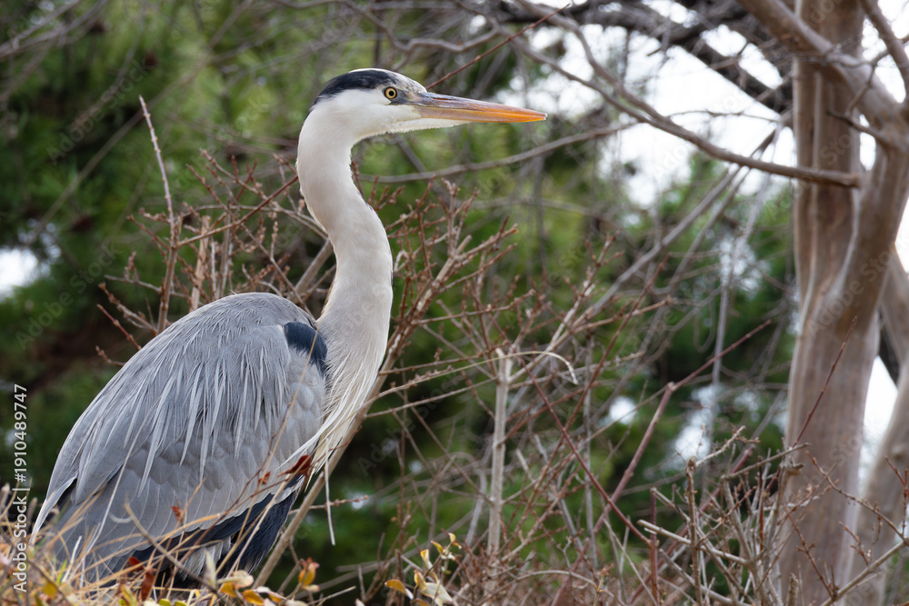Obraz premium 婚姻色の嘴のアオサギ。繁殖期のアオサギ。木のある冬の風景。