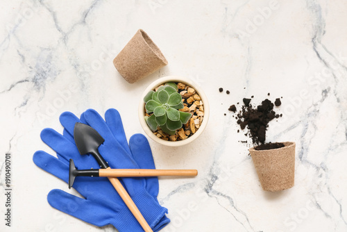 Composition with succulent ...