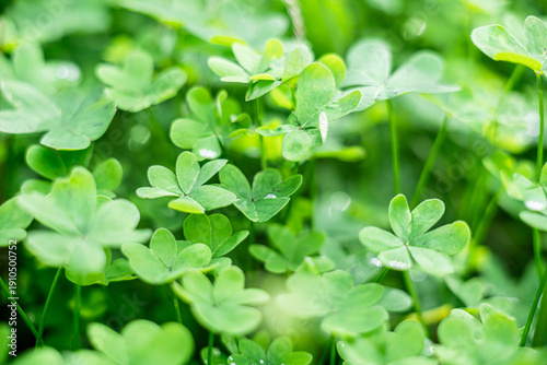 Close-up of lush green clover leaves with dew drops. The vibrant foliage creates a fresh and natural atmosphere, ideal for themes of nature and growth.