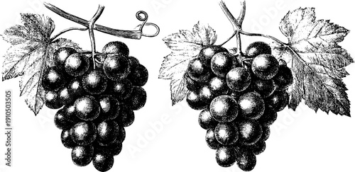 Vintage engraved illustration of grape bunches with bold black lines for retro design