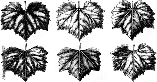 Vintage grape leaf engraving collection in bold black lines for retro botanical design