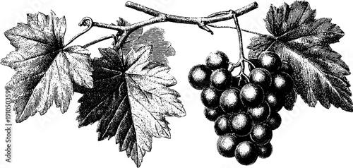 Engraved vintage illustration of grape vine for design and decoration