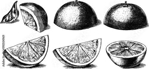 Vintage hand drawn orange fruit slice engravings for retro design